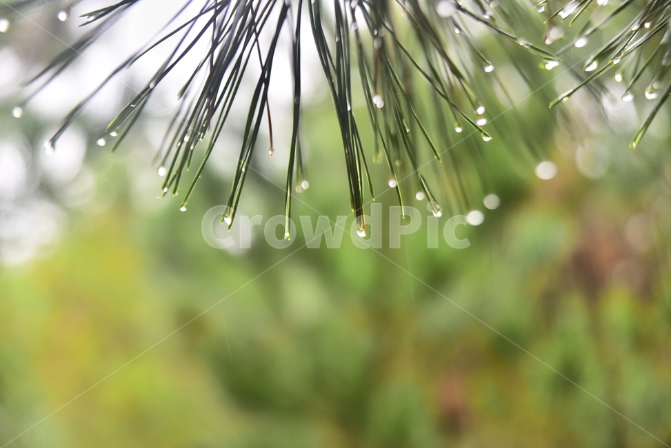 빗방울,솔잎,비오는날,기상,침엽수,잎새,plant,식물,tree,나무,상록수,소나무,수분,water,식물,자연,plants,nature