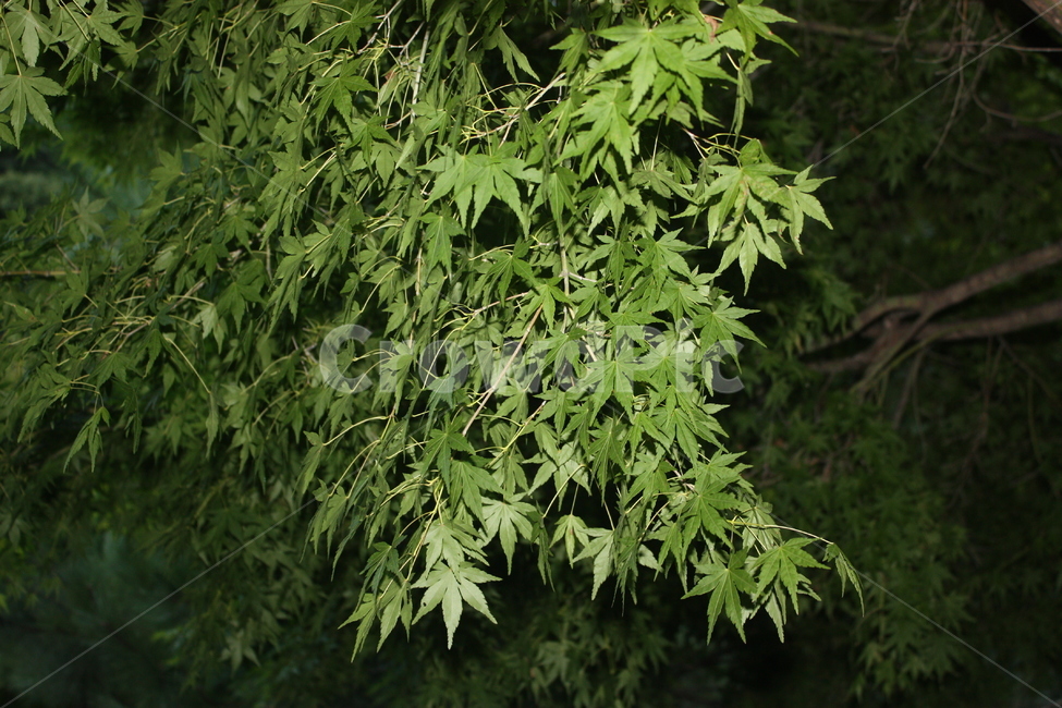 leaf,nature,camp,자연,나뭇잎