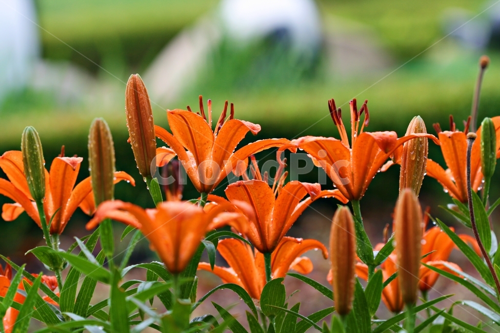 꽃,식물,자연,봄꽃,화려한,아름다움,식물,자연,plants,nature,꽃,flower