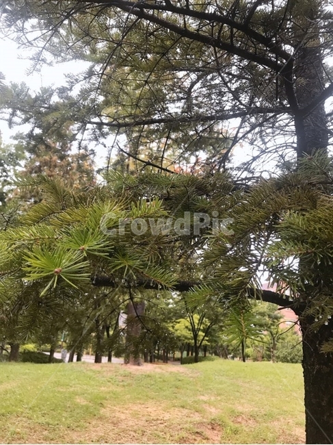 공원,솔잎,솔,잔디,나무,식물,자연,plants,nature,나무,trees,wood