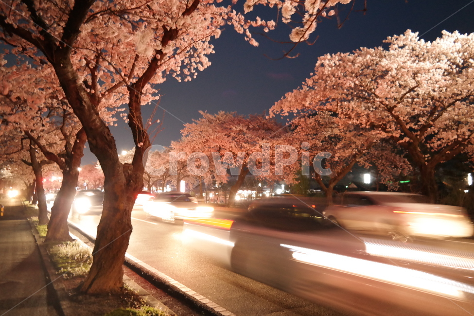 경주,벚꽃,봄,야경,풍경,사랑,계절,spring,season,식물,자연,plants,nature,flower,봄,계절,spring,season,야경,밤,풍경,nightscape,night,landscape,asphalt,아스팔트,plant
