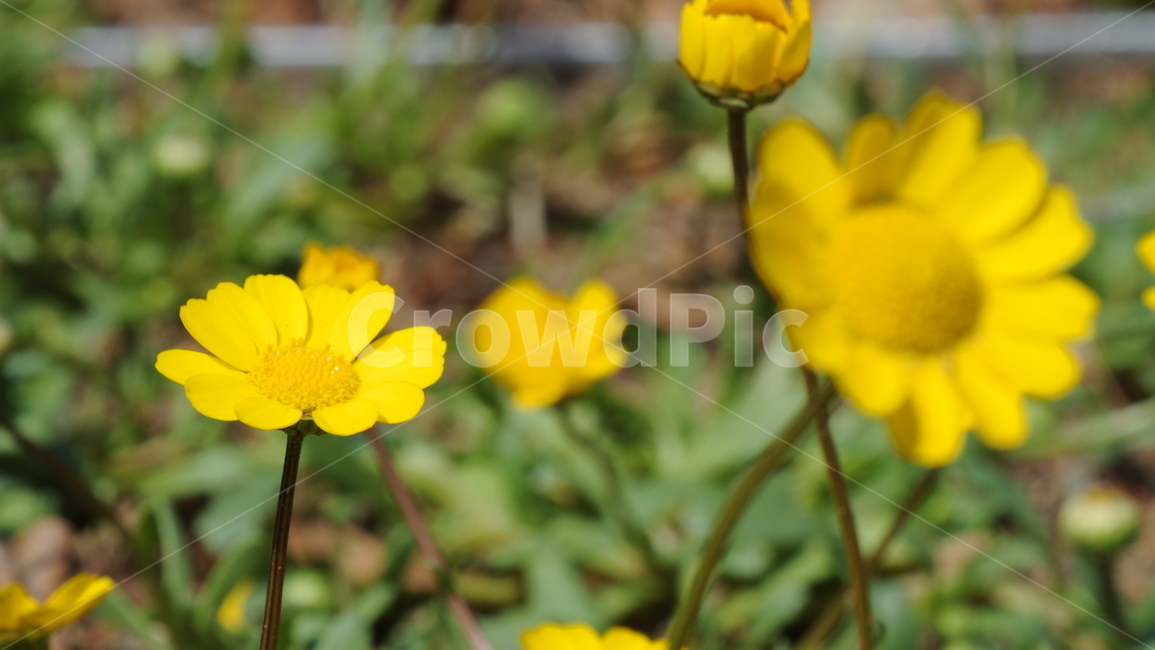 plant,식물,노란꽃,꽃,yellowflower,flower,식물,자연,plants,nature,꽃,flower