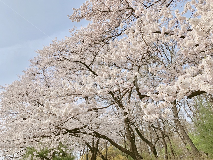 봄,벚꽃,벚꽃축제,풍경,꽃,spring,봄풍경,핑크,나들이,landscape,flower