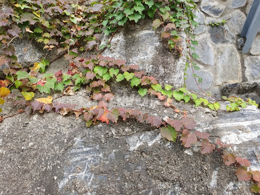 덩굴쟁이,바위,식풀,잎,단풍,plant