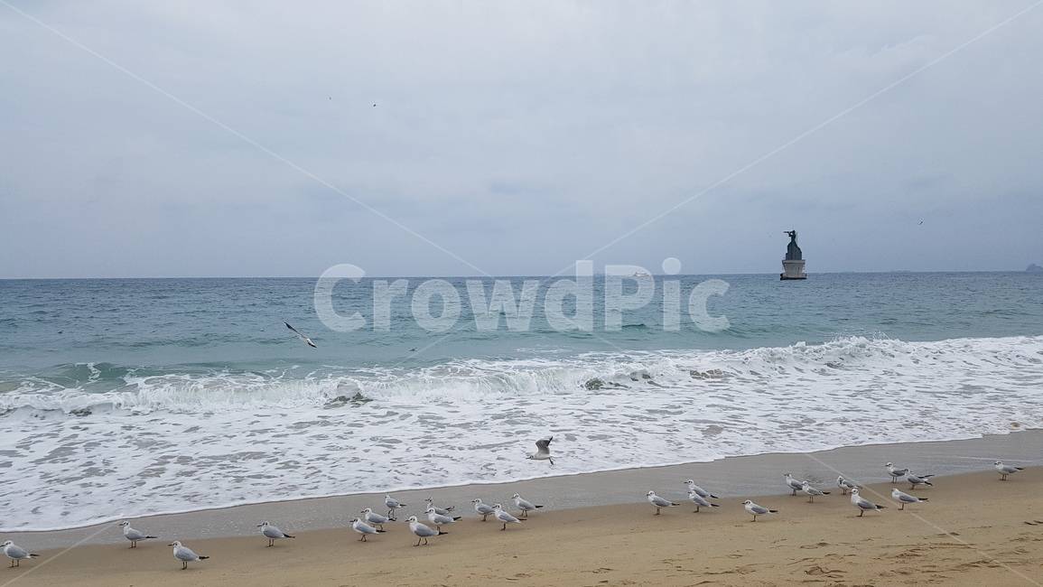 바다,갈매기,파도,모래,풍경