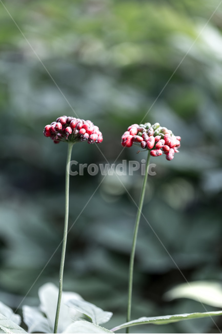 인삼,인삼꽃,열매,씨앗,보약,장수,뇌,식물,자연,plants,nature,과일,열매,fruit