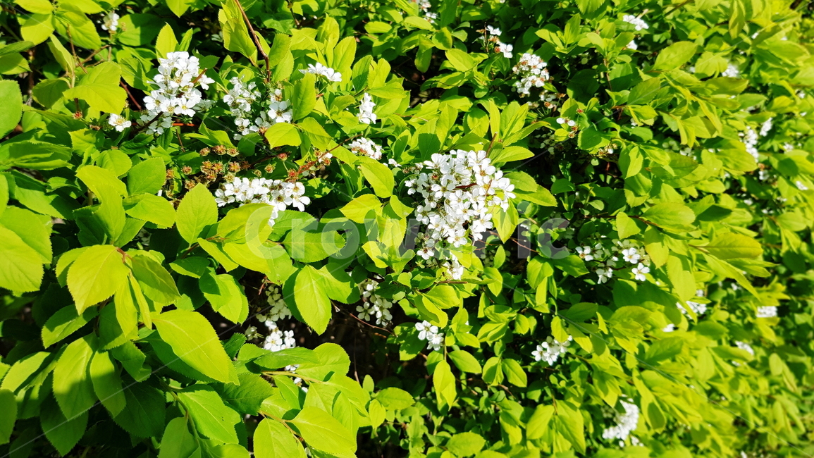정원,공원,원예,흰꽃,가든,식물,자연,plants,nature,꽃,flower