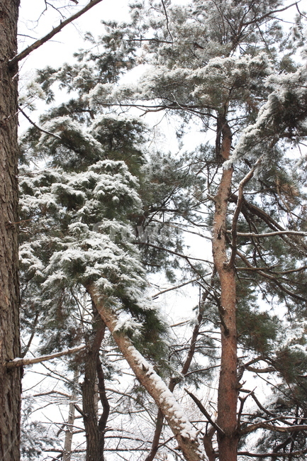 의림지,용두산,소나무,나무,자연,겨울,계절,winter,season,식물,자연,plants,nature,나무,trees,wood