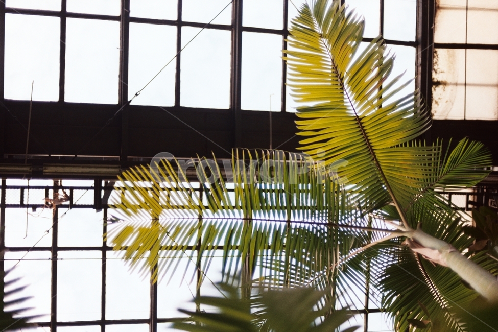 필름카메라,필름사진,식물원,여름느낌,녹색,식물,자연,plants,nature,나무,trees,wood