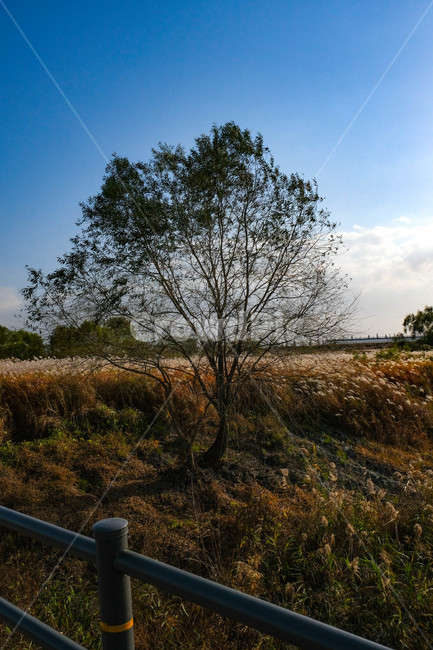 나무,식물,하늘,갈대,나홀로나무,가을,계절,fall,autumn,season,식물,자연,plants,nature