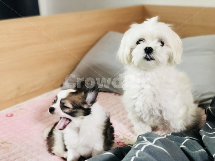 하품,말티즈,장모치와와,강아지,애견,동물,animal,포유류,mammal,개,강아지,dog,doggy