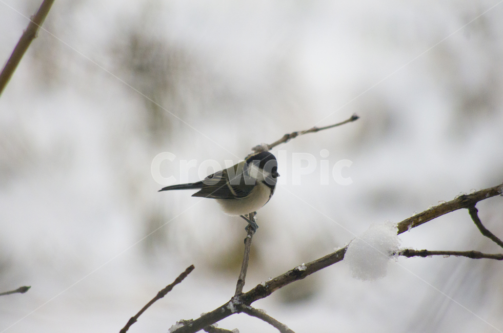 박새,새,겨울,눈,나무가지,나뭇가지,설경,bird,winter