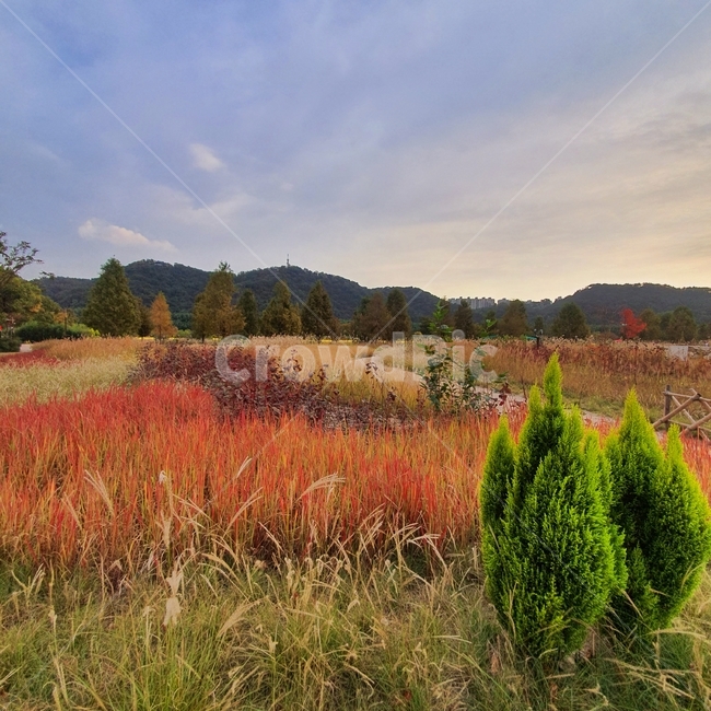 가을,fall,autumn,따뜻함,warm,나무,tree,plant,식물,갈대,reed,억새,억새풀,구름,cloud,아름다움,조화로움,harmony,길,path,road,가을,계절,fall,autumn,season,자연,풍경,nature,landscape,fir,전나무