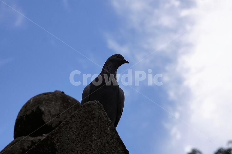 새,동물,자연,nature,animal,bird,건물,하늘,구름,파란하늘,sky,동물,animal,조류,새,birds