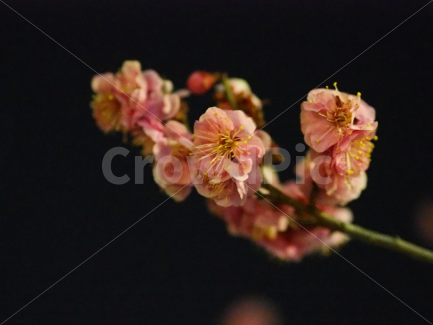 꽃,감성,벚꽃,벚꽃사진,봄,봄,계절,spring,season,식물,자연,plants,nature,꽃,flower,plant