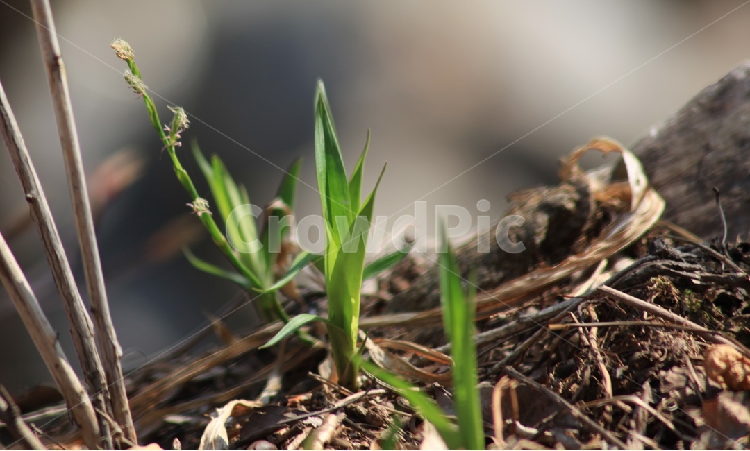 봄,소생,새싹,만물소생,기운,희망,봄,계절,spring,season,식물,자연,plants,nature