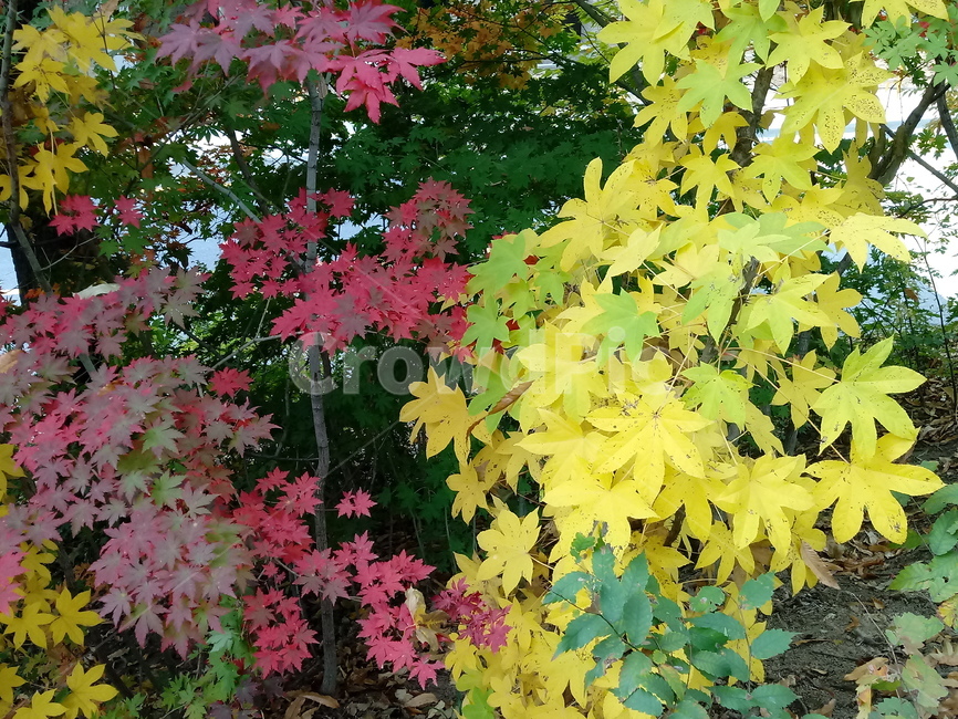 단풍,단풍잎,단풍나무,가을,leaf,잎,plant,식물,tree,나무,계절,fallautumnseason,outdoors,옥외,자연풍경,naturelandscape,낙엽,가을,계절,fall,autumn,season,식물,자연,plants,nature