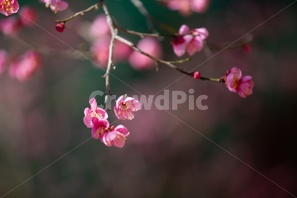 홍매화,봄,매화,꽃,가지,만개,핑크,식물,plant,flower,blossom,꽃잎,스냅,감성,일상,풍경배경,배경,꽃배경,꽃,flower,나무,trees,wood