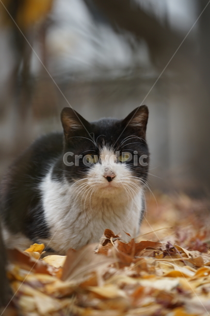 animal,동물,pet,mammal,포유류,cat,고양이,길냥이,동물,animal,포유류,mammal,고양이,cat,kitten,kitty