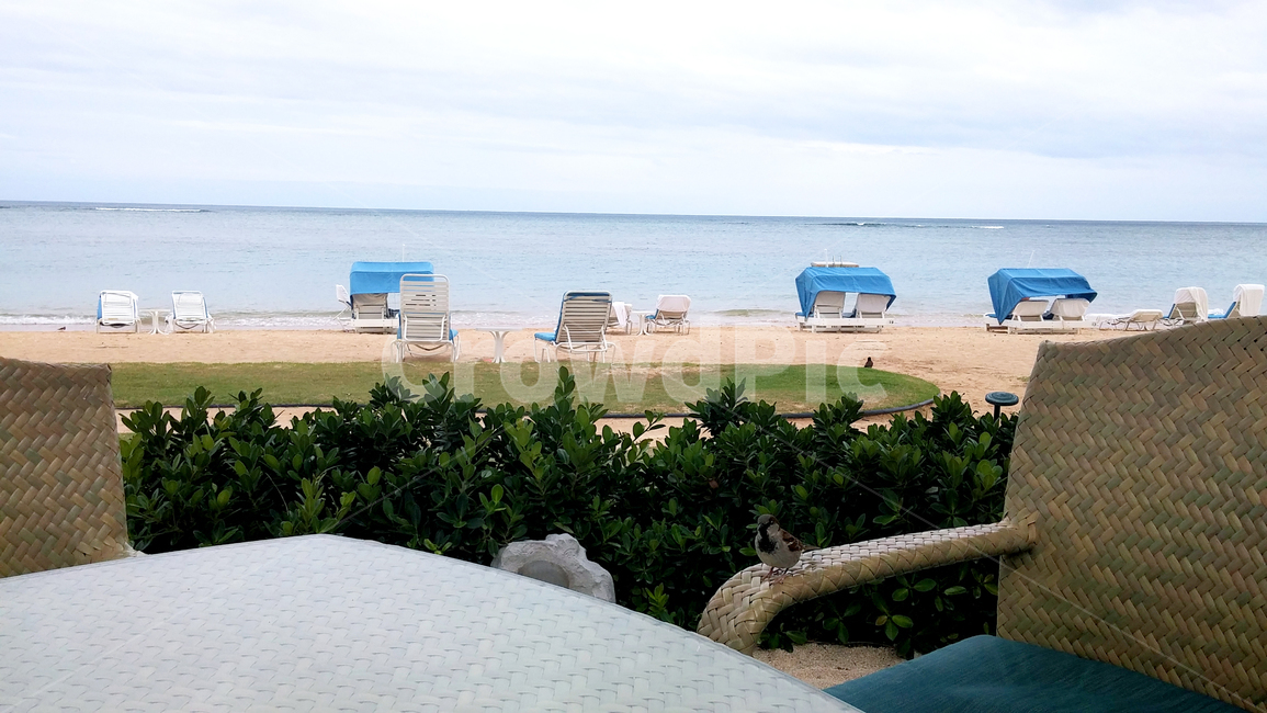 plant,식물,야자수,여름,summer,바다,풍경,바닷가,해변,노을,파도,잔디,grass,자연,nature,sea,해안선,물,옥외,beach,해외,휴양지,휴가