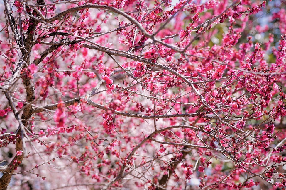 봄,꽃,매화꽃,자연,식물,나무,핑크,따뜻함,붉은색,계절,nature,spring,season,tree,pink,flower,red,봄,계절,spring,season,꽃,flower,plant,blossom