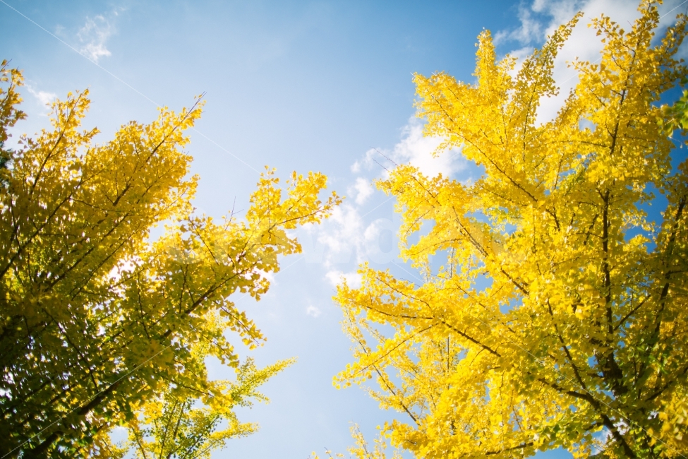 가을,단풍,노란색,하늘,감성,가을,계절,fall,autumn,season,자연,풍경,nature,landscape,식물,plants,휴식,힐링,rest,relaxation,healing,plant,tree,나무