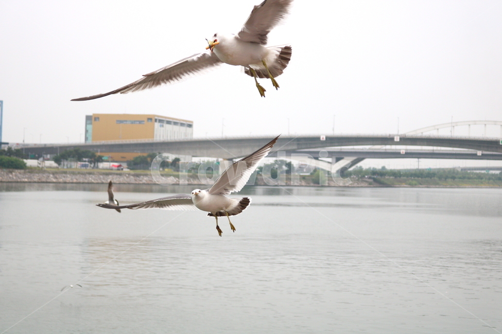 갈매기,새,조류,한강,동물,동물,animal,조류,새,birds