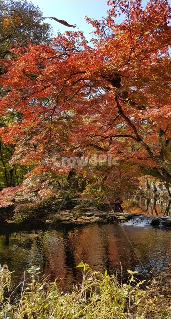 가을,가을나무,가을산,단풍,단풍나무,알록달록,전북,전라북도,전라북도고창군,고창군,선운산도립공원,선운산,절경,풍경,자연,가을,계절,fall,autumn,season,tree,나무,plant,식물,maple