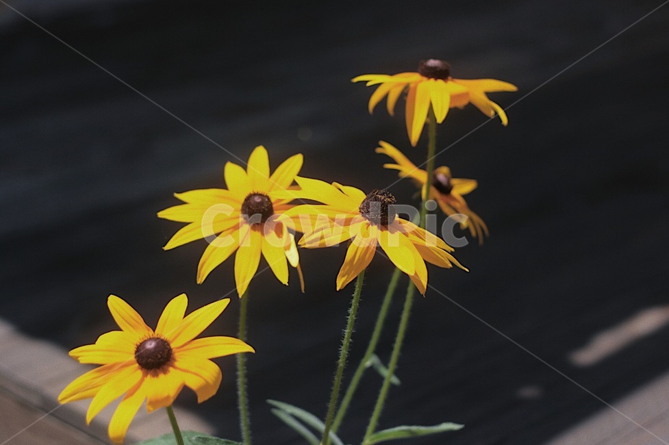 꽃,해바라기,햇빛,flower,sunflower,자연,초록,녹색,노랑색,yellow,green,식물,자연,plants,nature,꽃,flower