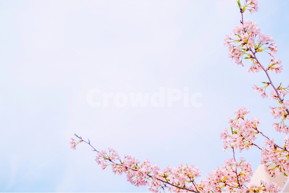 꽃,벚꽃,벚꽃나무,나무,봄,봄,계절,spring,season,식물,자연,plants,nature,꽃,flower,감성,sensible,feeling,색깔,색상,색채,색감,color sense,color sensitivity,feeling of color,plant,blossom