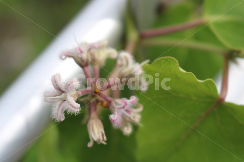 꽃,식물,분홍,초록,flower,hana,plants,shokubutsu,pink,pinku,green,midori,식물,자연,plants,nature,꽃,flower