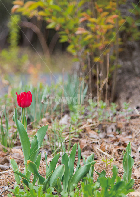 튤립,봄,봄꽃,꽃,식물,정원,만개,flower,spring,식물,자연,plants,nature,꽃,flower