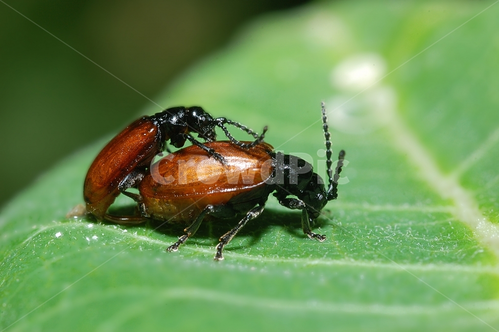 자연,접사,매크로,마이크로,곤충,Nature,closeup,macro,micro,insects,초록,동물,animal,곤충,벌레,insect,bug