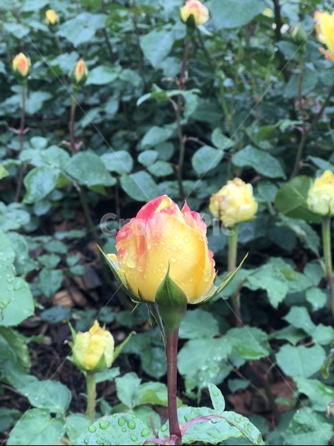 장미,꽃,장미꽃,식물,아웃포커싱,풍경,풍경사진,봄,계절,spring,season,식물,자연,plants,nature,꽃,flower,blossom,rose,plant