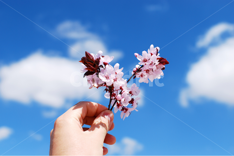 꽃,하늘,복숭아꽃,벚꽃,cherryblossom,봄,peachflower