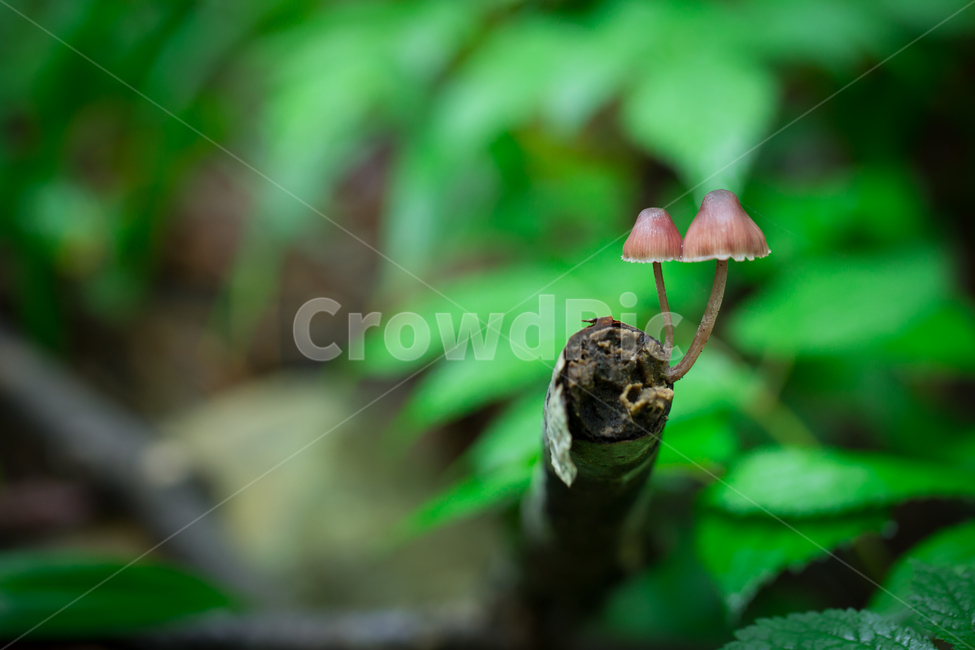 버섯,애기낙엽버섯,삿갓버섯,귀여움,귀여운,mushroom,초록,green,한국버섯,koreanmushroom,버섯,mushroom