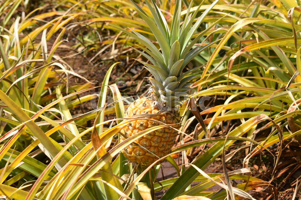 파인애플,파인애플농장,열대과일,pineapple,pineappleplantation