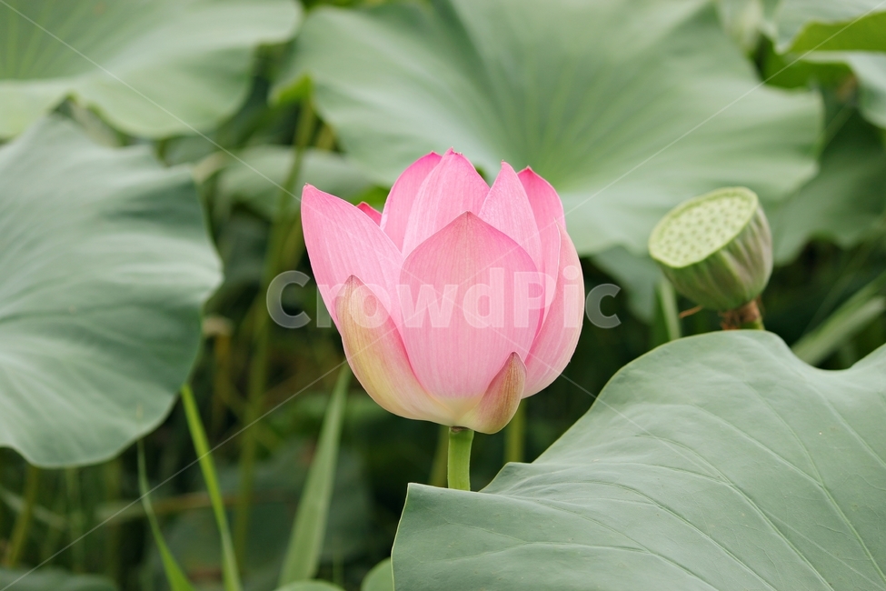 연꽃,연못,여름꽃,여름,푸르름,식물,꽃,자연,작물,plant,flower,nature,분홍색,식물,자연,plants,nature,꽃,flower
