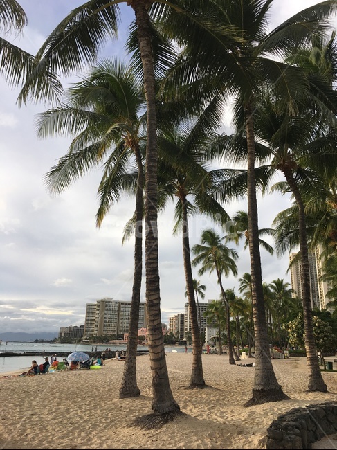 하와이,모래사장,바닷가,호텔,야자수,해변,바다,beach,sea