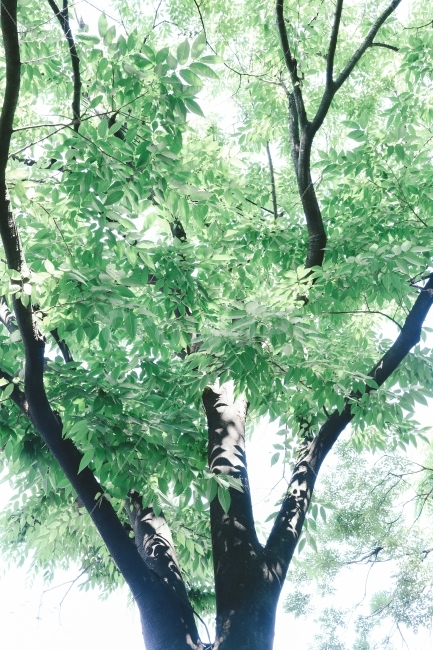 나무,자연,여름,녹색,식물,tree,nature,green,plant,summer,식물,자연,plants,nature,감성,sensible,feeling