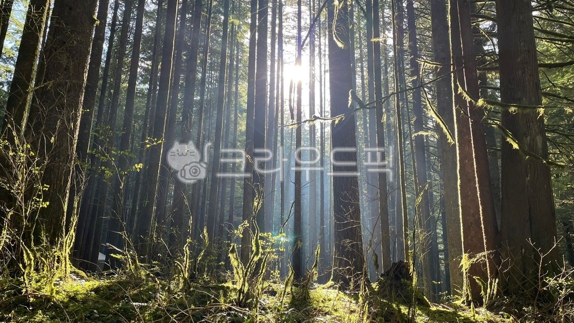 숲, forest, 나무, tree, nature, 사진,이미지,일러스트,캘리그라피 - Jessica작가