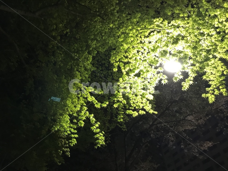 푸릇푸릇,초록색,불빛,봄,새잎,푸른잎,조명,밤,나뭇잎,나무,자연,풍경,nature,landscape,야경,밤,nightscape,night,light,빛,flare,플레어,sunlight,햇빛
