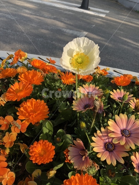 꽃,이쁜꽃,화분,알록달록,주목