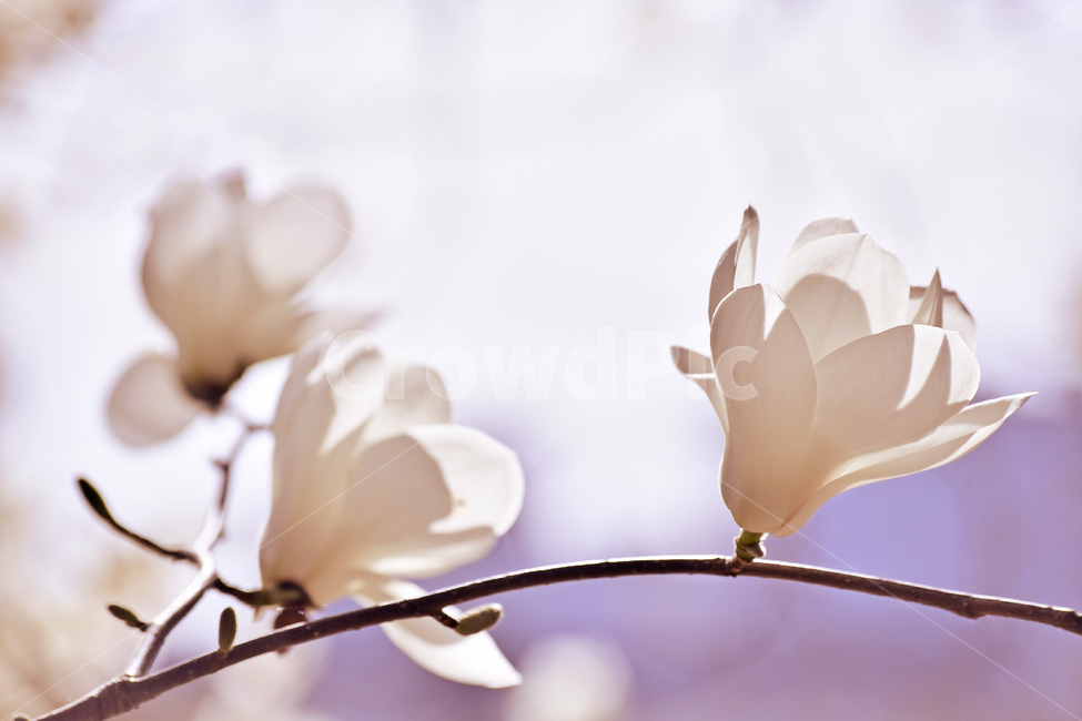macro,close up,white flower,blossom,Spring background,magnolia flower,spring flowers,outdoor,magnolia,outdoors,background,affix,plant,season,tree flower