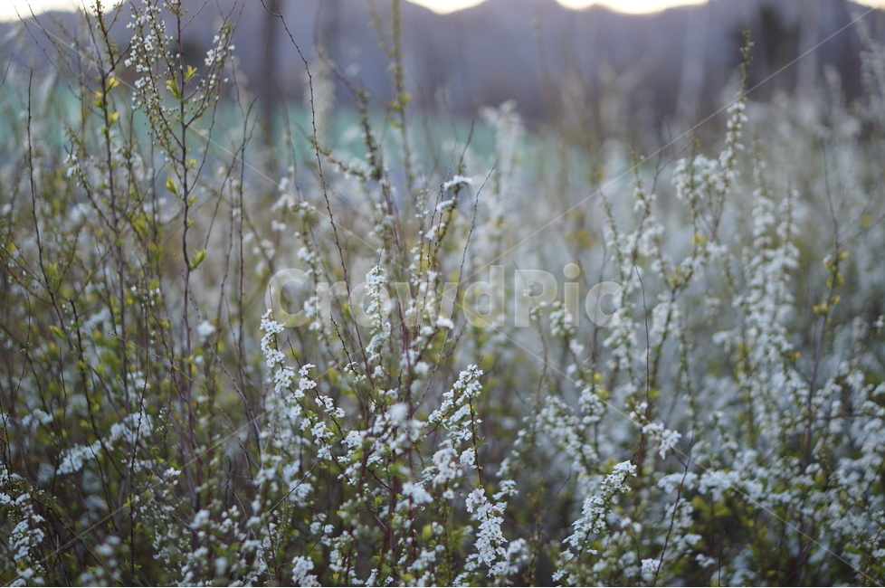 조팝나무,저녁때,흰색,나무,봄,싸리꽃,길가,봄,계절,spring,season,식물,자연,plants,nature,꽃,flower,plant