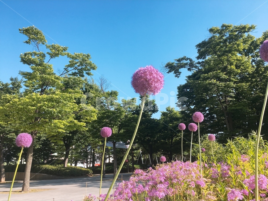 몽오리,꽃,자연,분홍꽃,숲