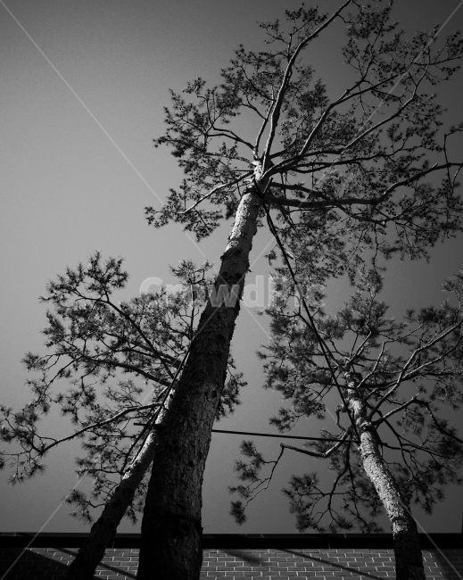 건물,조경,나무,관목,교목,building,tree,nature,자연,식물,자연,plants,nature,나무,trees,wood,흑백,모노톤,monochrome,black and white