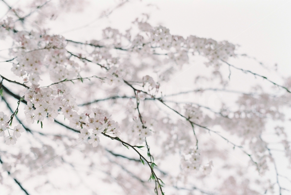 감성사진,필름사진,벚꽃,4월,봄,봄,계절,spring,season,식물,자연,plants,nature,꽃,flower,감성,sensible,feeling,plant,blossom