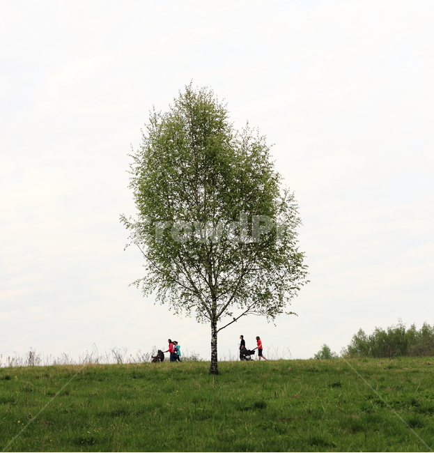 공원,나무,휴식,산책,미니멀,자연,풍경,nature,landscape,grass,잔디,plant,식물,tree