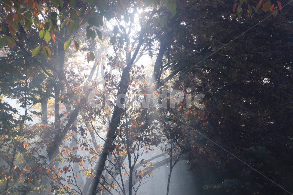 light,빛,플레어,sunlight,햇빛,빛내림,자연,nature,숲,forest,자연,풍경,nature,landscape